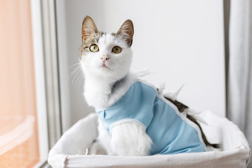 Cat in Recovery Suit Resting in a Cozy Basket - Milpitas Pet Clinic A cat wearing a light blue recovery suit sits in a soft white basket near a window, gazing upwards - Milpitas Pet Clinic