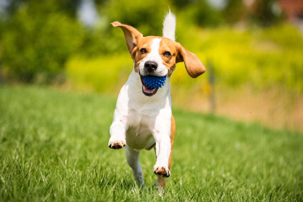 Beagle Running with a Ball in the Park - Milpitas Pet Clinic A happy beagle running on grass, carrying a blue ball in its mouth - Milpitas Pet Clinic