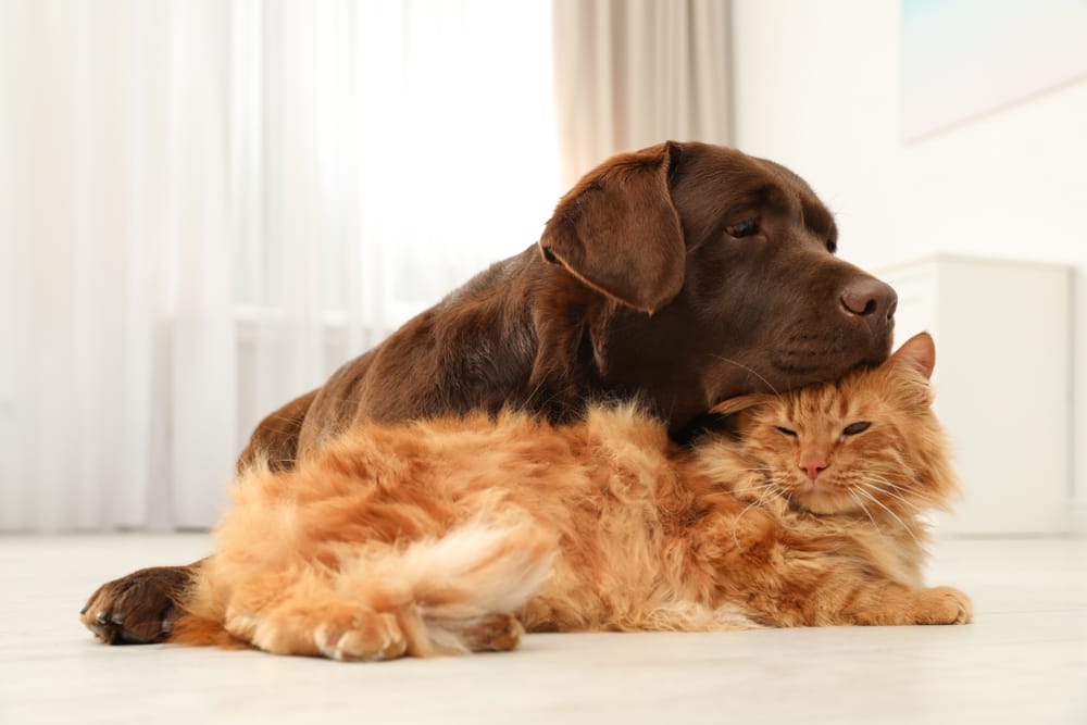 Chocolate Labrador and Ginger Cat Relaxing Together - Milpitas Pet Clinic A chocolate Labrador resting its head on a fluffy ginger cat, both lying comfortably on the floor in a bright room - Milpitas Pet Clinic