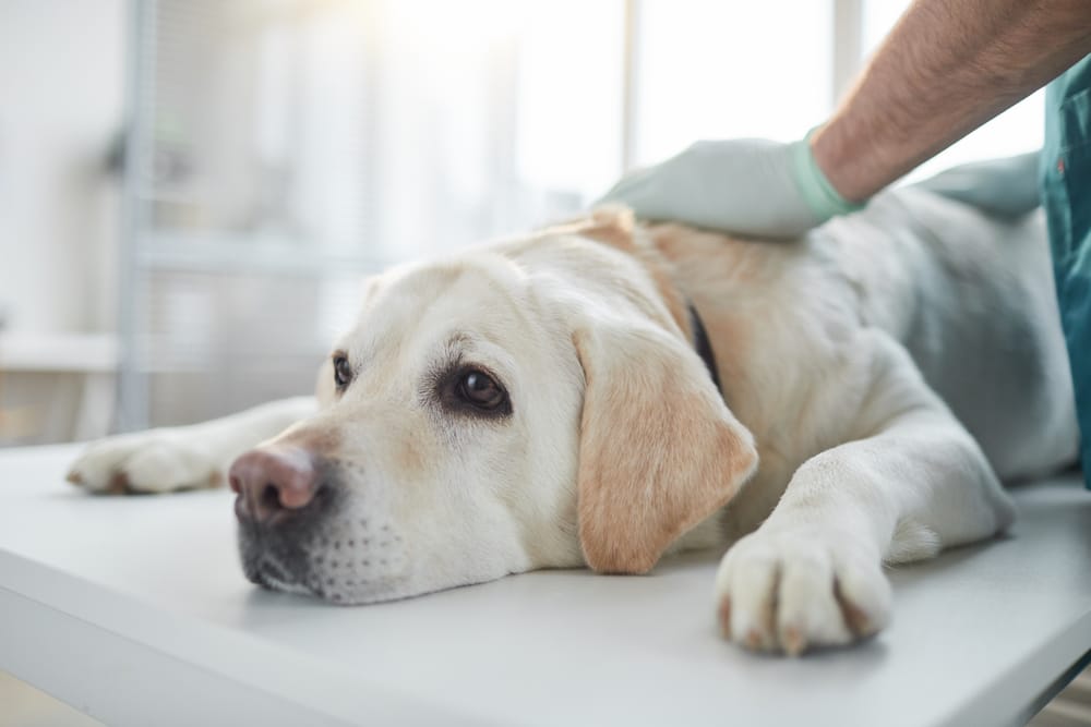 Labrador Retriever Receiving Veterinary Care - Milpitas Pet Clinic A labrador retriever lying on a vet table while being examined by a veterinarian wearing gloves - Milpitas Pet Clinic