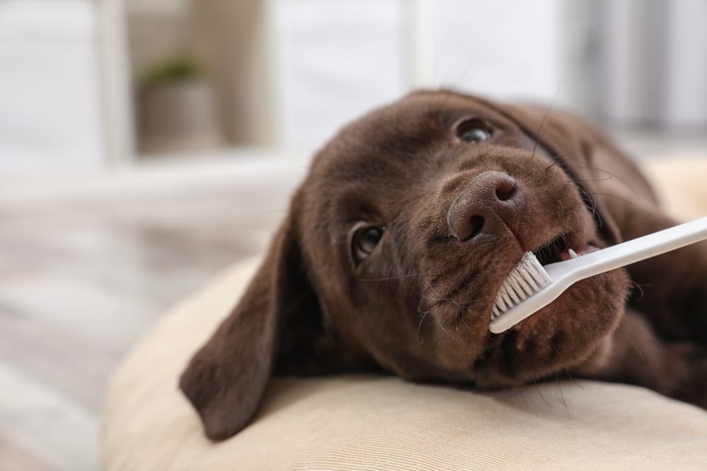 brushing teeth of puppy - pet dental care