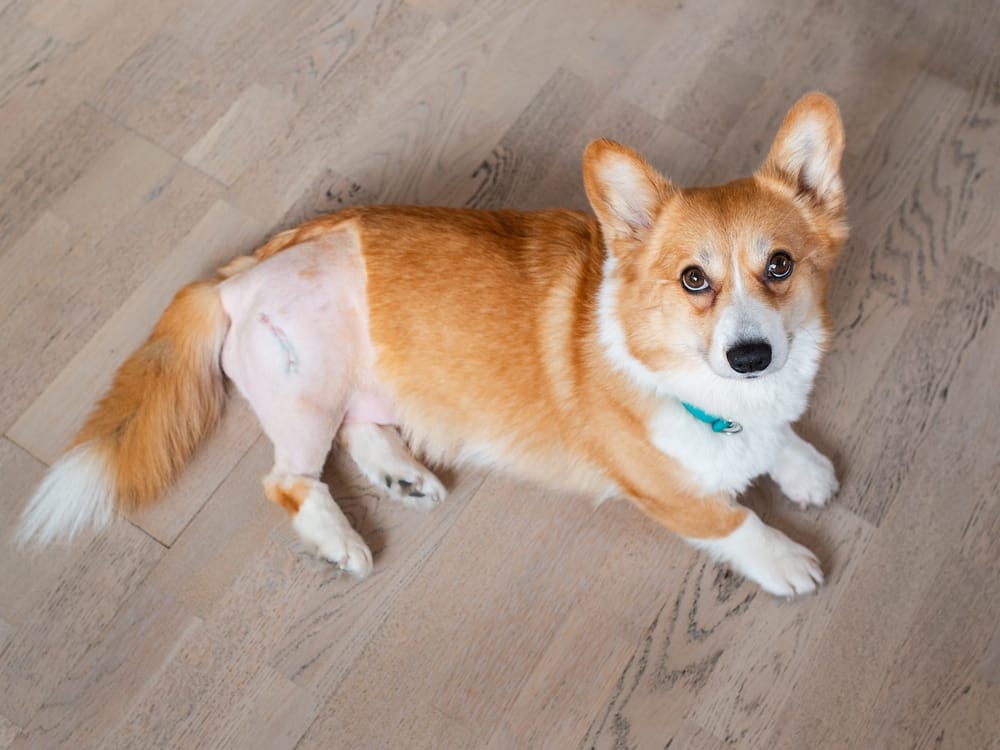 Corgi Recovering from Surgery on Hardwood Floor - Milpitas Pet Clinic A corgi with a shaved and stitched hind leg, lying on a hardwood floor and looking up attentively - Milpitas Pet Clinic