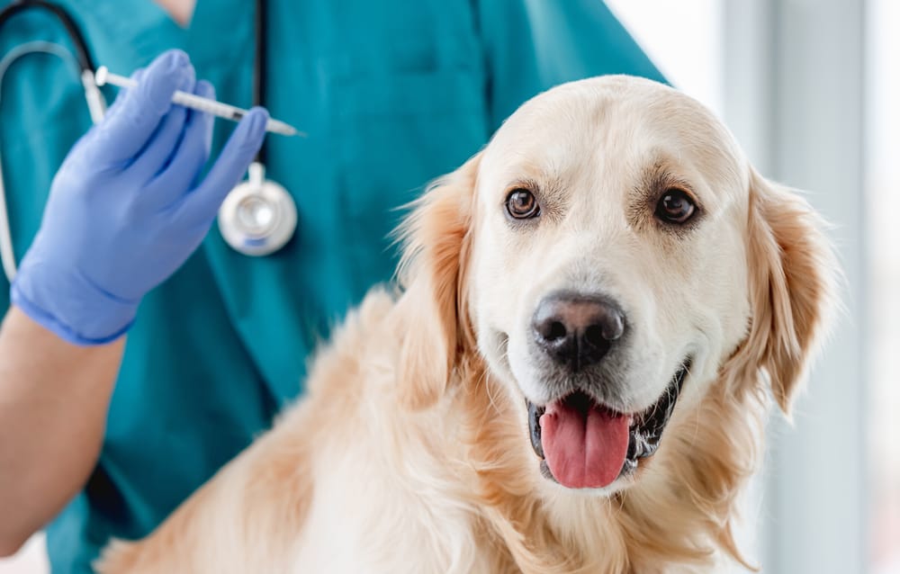 Golden Retriever at a Veterinary Appointment - Milpitas Pet Clinic A golden retriever sitting happily while a veterinarian prepares a syringe for vaccination - Milpitas Pet Clinic