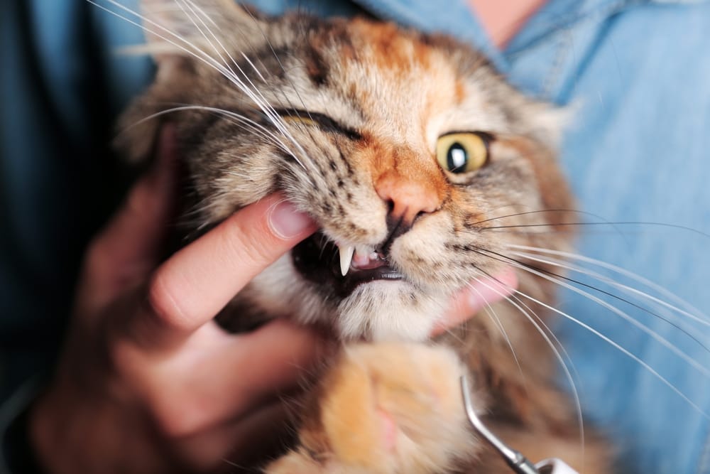 Cat Dental Checkup by Veterinarian - Milpitas Pet Clinic A close-up of a cat having its teeth examined by a veterinarian, with a hand gently holding its mouth open - Milpitas Pet Clinic