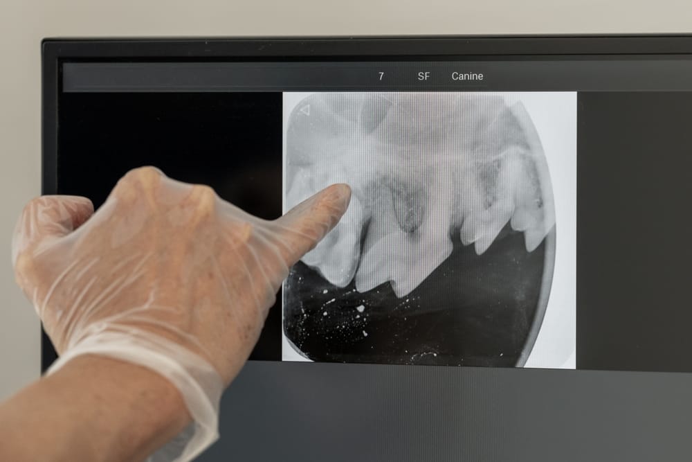 Canine Dental X-Ray Examination - Milpitas Pet Clinic A gloved hand pointing at a canine dental X-ray displayed on a screen - Milpitas Pet Clinic