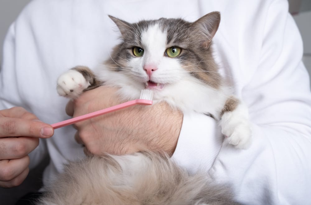 man brushes teeth of a gray cat - pet dental care